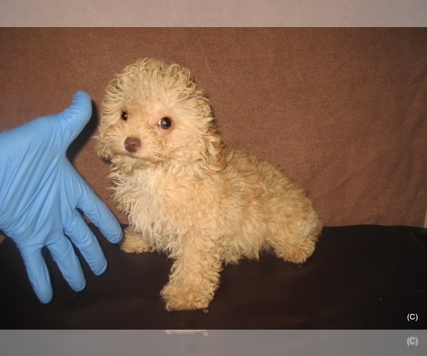 Medium Photo #1 Poodle (Toy) Puppy For Sale in BAKERSFIELD, CA, USA