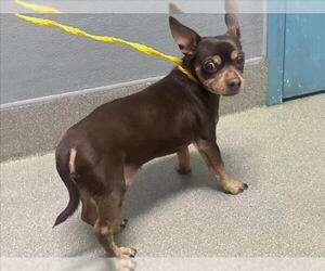 Chihuahua-Unknown Mix Dogs for adoption in Las Vegas, NV, USA