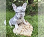 Small #2 French Bulldog