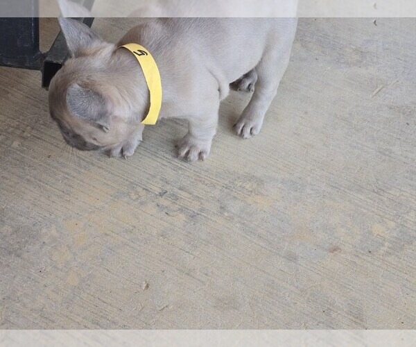 Medium Photo #6 French Bulldog Puppy For Sale in GREENEVILLE, TN, USA