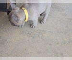 Small #5 French Bulldog
