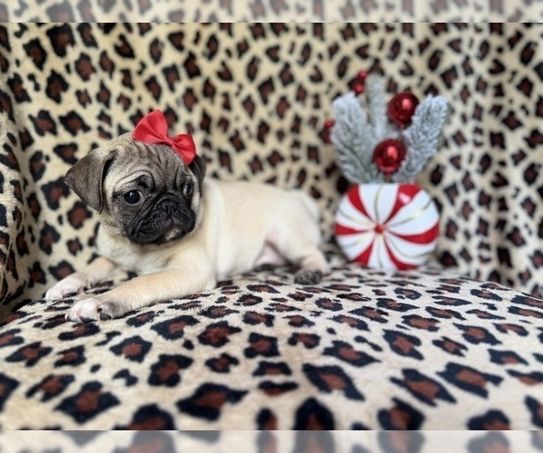 Medium Photo #7 Pug Puppy For Sale in LAKELAND, FL, USA