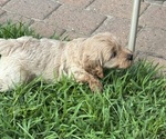 Small #3 Goldendoodle (Miniature)