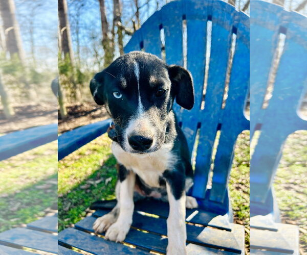 Medium Photo #6 Australian Shepherd-Unknown Mix Puppy For Sale in Pacolet, SC, USA