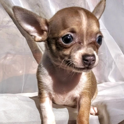 Medium Photo #5 Chihuahua Puppy For Sale in MOUNT DORA, FL, USA