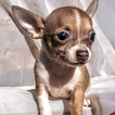 Small Photo #5 Chihuahua Puppy For Sale in MOUNT DORA, FL, USA