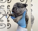 Small Photo #6 French Bulldog Puppy For Sale in ELK GROVE, CA, USA