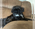 Puppy Rockie Maltipoo