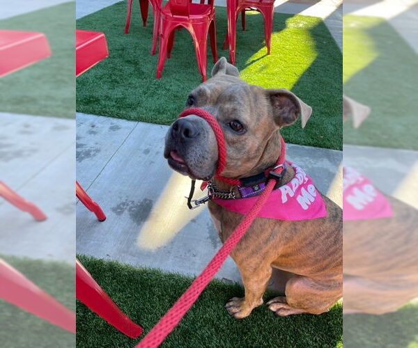 Medium Photo #13 American Staffordshire Terrier-French Bulldog Mix Puppy For Sale in San Juan Capistrano, CA, USA