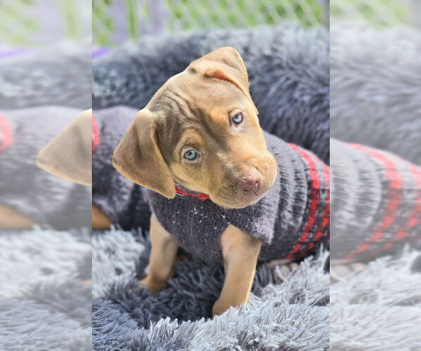 Medium Photo #1 Mutt Puppy For Sale in Springdale, PA, USA