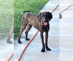 Small #1 Plott Hound Mix