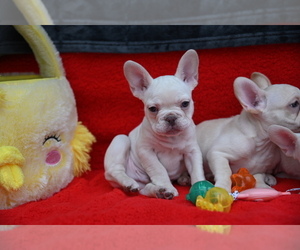 French Bulldog Puppy for sale in CHICAGO, IL, USA