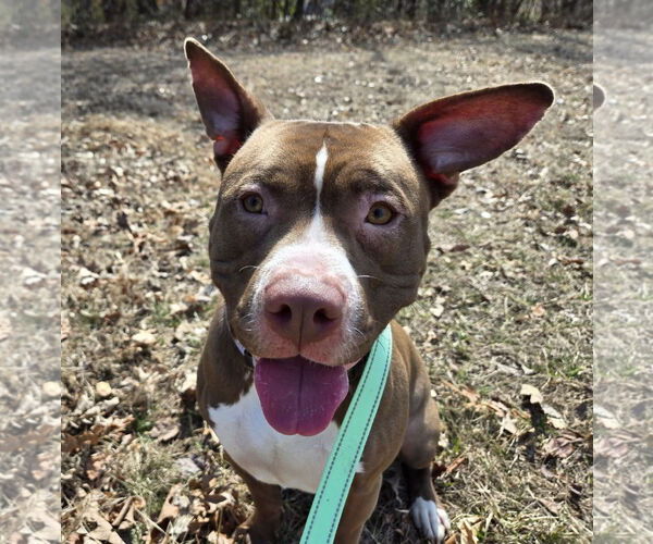 Medium Photo #1 American Pit Bull Terrier-Unknown Mix Puppy For Sale in Millersville, MD, USA