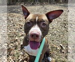 Small American Pit Bull Terrier Mix