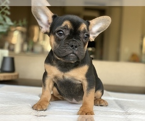 French Bulldog Puppy for sale in FRESNO, CA, USA