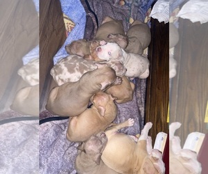 American Bully Puppy for sale in COLUMBUS, OH, USA