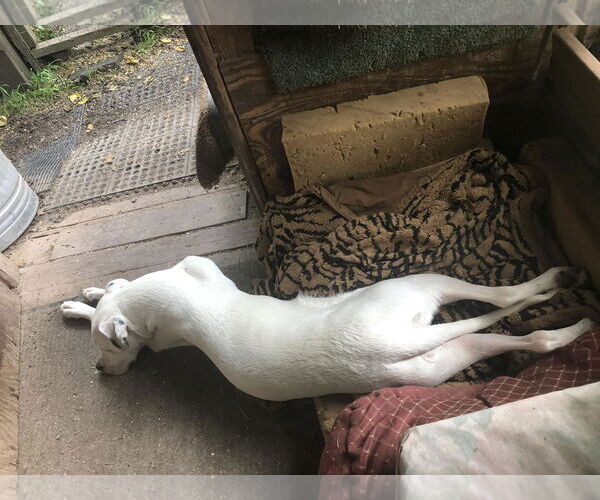 Medium Photo #5 Boxer-Unknown Mix Puppy For Sale in Hinton, WV, USA