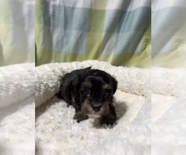 Medium Photo #13 Havapoo Puppy For Sale in GUTHRIE, KY, USA