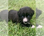 Small #6 Australian Shepherd