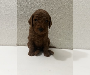 Goldendoodle Puppy for sale in NEWARK, CA, USA