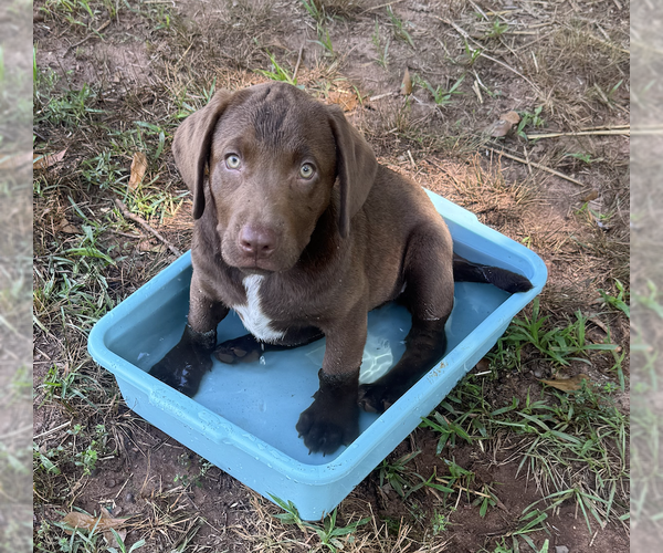 Medium Photo #3 Labrador Retriever-Unknown Mix Puppy For Sale in Decatur, GA, USA