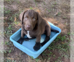 Small #2 Labrador Retriever Mix