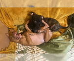 Small #5 Mutt