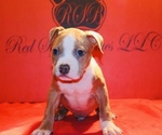 Small #1 American Bully