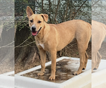 Small #5 Labrador Retriever Mix