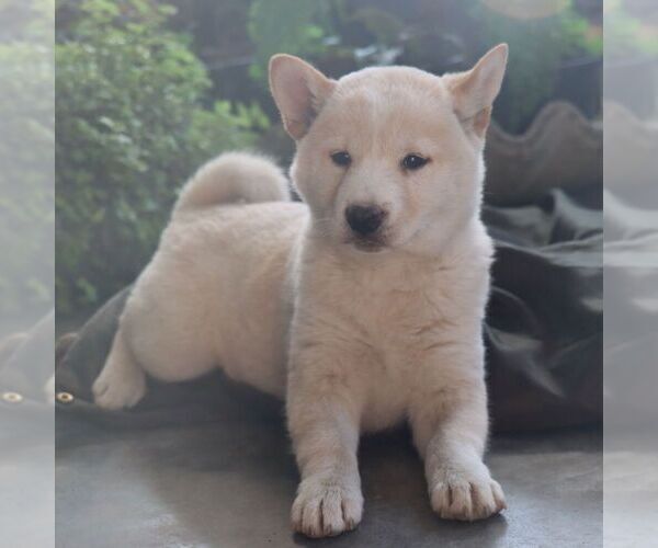 Medium Photo #5 Shiba Inu Puppy For Sale in CHARLES CITY, IA, USA
