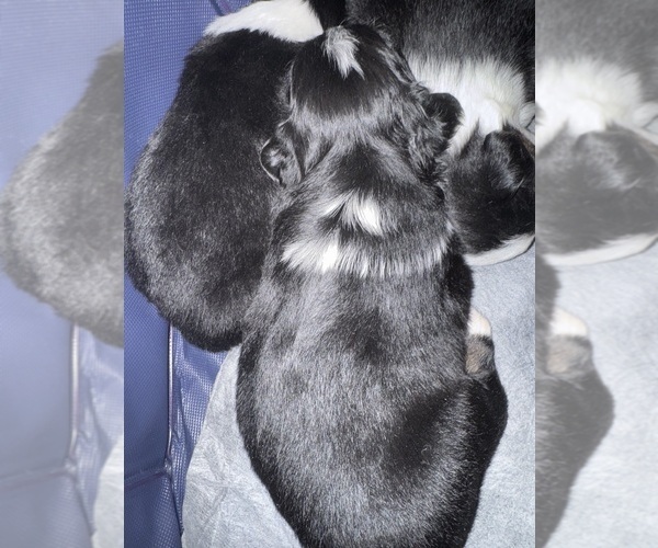 Medium Photo #1 Australian Shepherd Puppy For Sale in PHOENIX, AZ, USA