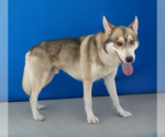 Small #1 Siberian Husky