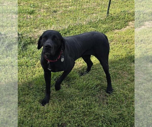 Medium Photo #6 German Shorthaired Pointer-Unknown Mix Puppy For Sale in Spotsylvania, VA, USA