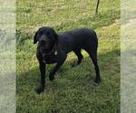 Small #5 German Shorthaired Pointer Mix
