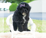 Small #4 Poodle (Miniature)