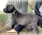 Small Photo #2 Great Dane Puppy For Sale in GARRETT, IN, USA