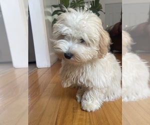Maltipoo Puppy for sale in CLEVELAND, TN, USA