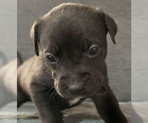 Ghost - Male Labrador Retriever-Unknown Mix Dog for Adoption - Photo #2