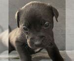 Small #1 Labrador Retriever Mix