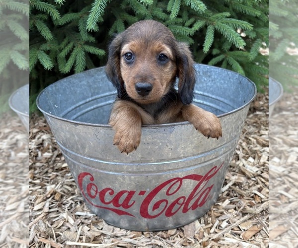Medium Photo #4 Dachshund Puppy For Sale in MIDDLEBURY, IN, USA