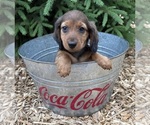 Small #3 Dachshund