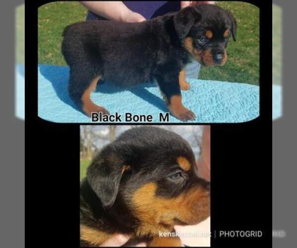 Medium Photo #10 Rottweiler Puppy For Sale in COLUMBIA, MO, USA