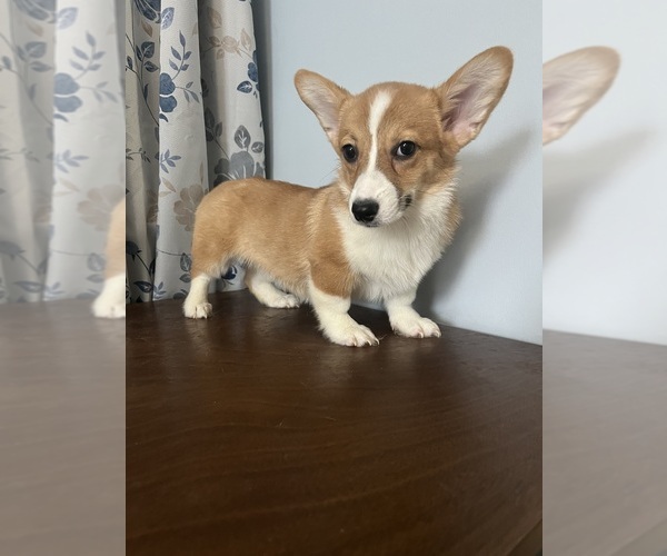 Medium Photo #14 Pembroke Welsh Corgi Puppy For Sale in DURHAM, CT, USA