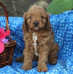 Cavapoo Puppy for sale in GAP, PA, USA