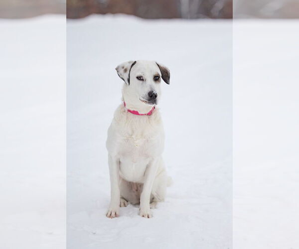 Medium Photo #1 Labrador Retriever-Unknown Mix Puppy For Sale in Plymouth, MN, USA