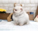 Small Photo #7 Pomeranian Puppy For Sale in LOS ANGELES, CA, USA