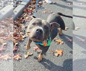 American Pit Bull Terrier Dogs for adoption in Sayreville, NJ, NJ, USA