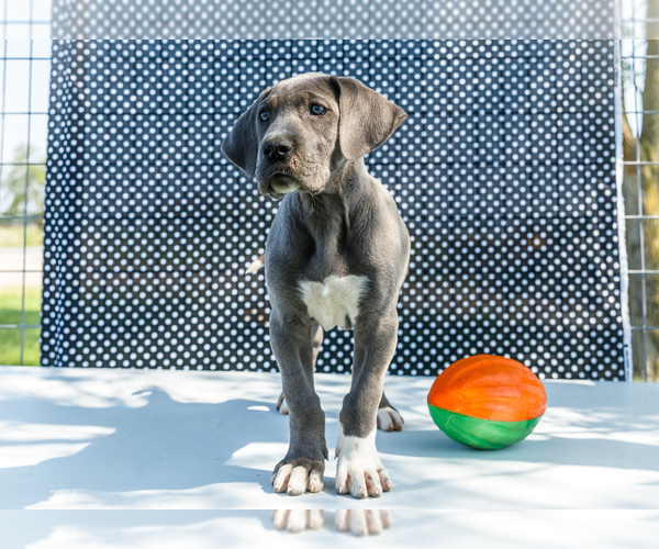 Medium Photo #8 Great Dane Puppy For Sale in WAKARUSA, IN, USA