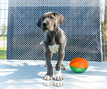 Small #7 Great Dane