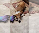 Small #8 Basenji Mix
